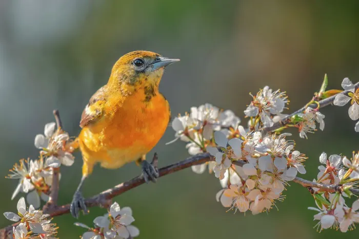 Framed Print : Baltimore Oriole (Icterus galbula) female, Ontario, Canada