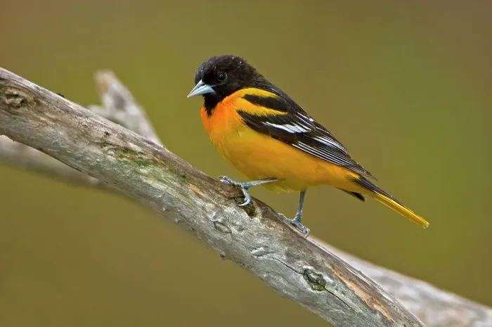 Framed Print : Baltimore oriole (Icterus galbula) Rondeau Provincial Park, Ontario, Canada Framed Print : Baltimore oriole (Icterus galbula) Rondeau Provincial Park, Ontario, Canada