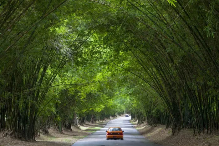Framed Print : Bamboo Avenue, St. Elizabeth Parish, Jamaica, Caribbean Framed Print : Bamboo Avenue, St. Elizabeth Parish, Jamaica, Caribbean