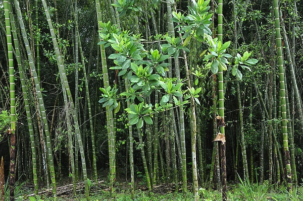 Bamboo Forest at Hacienda San Jose, Pereira, Colombia, South America