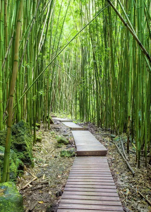 Framed Print : Bamboo Forest, Haleakala National Park, Maui, Hawaii, USA Framed Print : Bamboo Forest, Haleakala National Park, Maui, Hawaii, USA