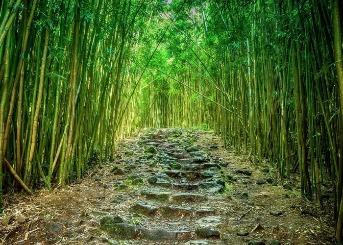 Framed Print : Bamboo forest, Haleakala National Park, Maui, Hawaii, USA Framed Print : Bamboo forest, Haleakala National Park, Maui, Hawaii, USA