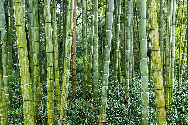Bamboo forest, Hangzhou, China