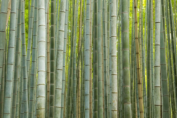 Bamboo forest, Sagano, Arashiyama, Kyoto, Japan