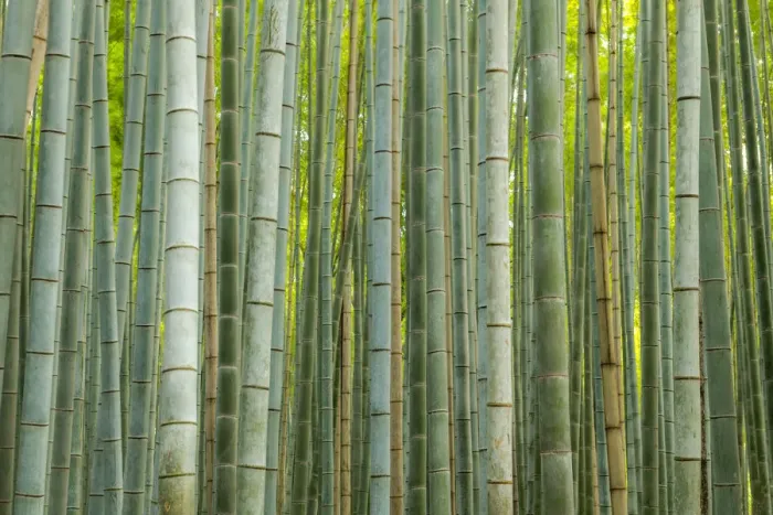 Framed Print : Bamboo forest, Sagano, Arashiyama, Kyoto, Japan