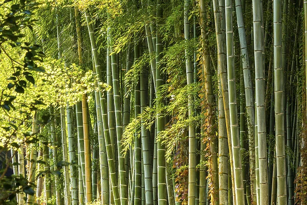 Bamboo Forest, Sagano, Arashiyama, Kyoto, Japan