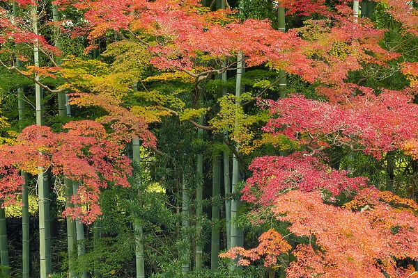 Bamboo & Maple Trees in Autumn, Nara, Kansai, Japan