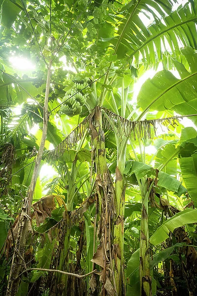 Banana plant, Hanoi, Vietnam