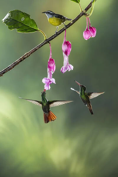 Bananaquit (Coereba flaveola) and Rufous-tailed Hummingbird (Amazilia tzacatl)