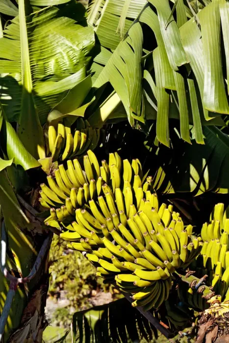 Framed Print : Bananas on banana plant, La Palma, Canary Islands, Spain Framed Print : Bananas on banana plant, La Palma, Canary Islands, Spain