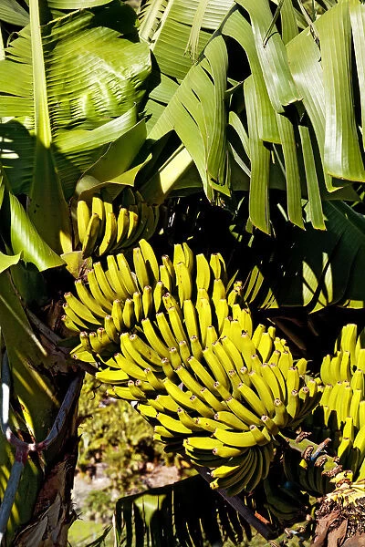 Bananas on banana plant, La Palma, Canary Islands, Spain