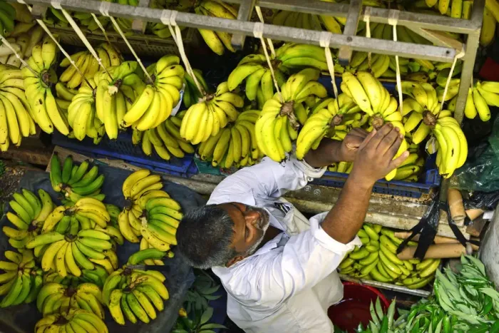 Framed Print : Bananas at the Big Vegetable Market, Port Louis, Mauritius, Indian Ocean Framed Print : Bananas at the Big Vegetable Market, Port Louis, Mauritius, Indian Ocean