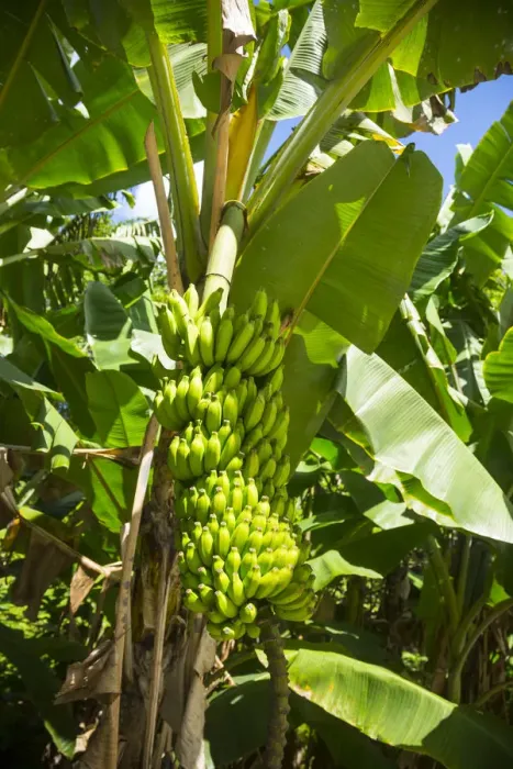 Framed Print : Bananas growing in a garden on La Digue, Seychelles Framed Print : Bananas growing in a garden on La Digue, Seychelles