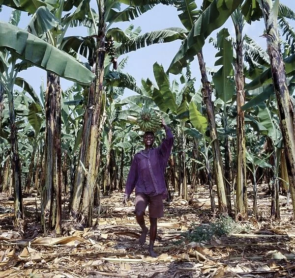 Bananas are grown everywhere in Uganda