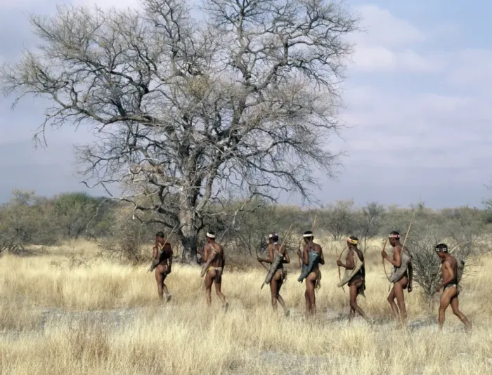 Framed Print : A band of !Kung hunter-gatherers makes a stealthy approach towards an antelope, their bows Framed Print : A band of !Kung hunter-gatherers makes a stealthy approach towards an antelope, their bows