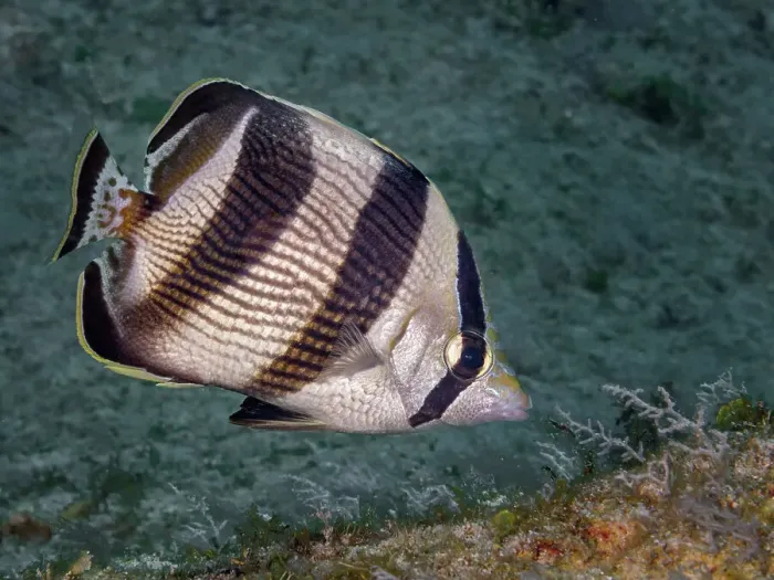 Framed Print : Banded Butterflyfish (Chaetodon striatus), Grand Cayman, Cayman Islands, British West Indies Framed Print : Banded Butterflyfish (Chaetodon striatus), Grand Cayman, Cayman Islands, British West Indies