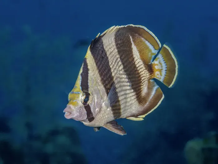 Framed Print : Banded Butterflyfish (Chaetodon striatus), Grand Cayman, Cayman Islands, British West Indies Framed Print : Banded Butterflyfish (Chaetodon striatus), Grand Cayman, Cayman Islands, British West Indies