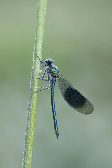 Framed Print : Banded demoiselle (Calopteryx splendens), River Frome, Dorchester, Dorset, England, UK Framed Print : Banded demoiselle (Calopteryx splendens), River Frome, Dorchester, Dorset, England, UK