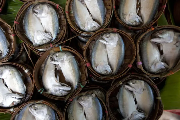 Framed Print : Bangkok, Thailand. Fish for sale in a market in Bangkok Framed Print : Bangkok, Thailand. Fish for sale in a market in Bangkok