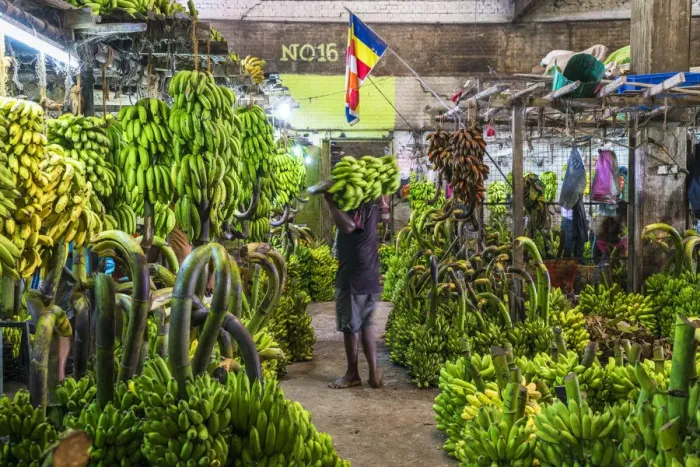 Framed Print : Bannanas for sale, Market, Colombo, Sri Lanka Framed Print : Bannanas for sale, Market, Colombo, Sri Lanka