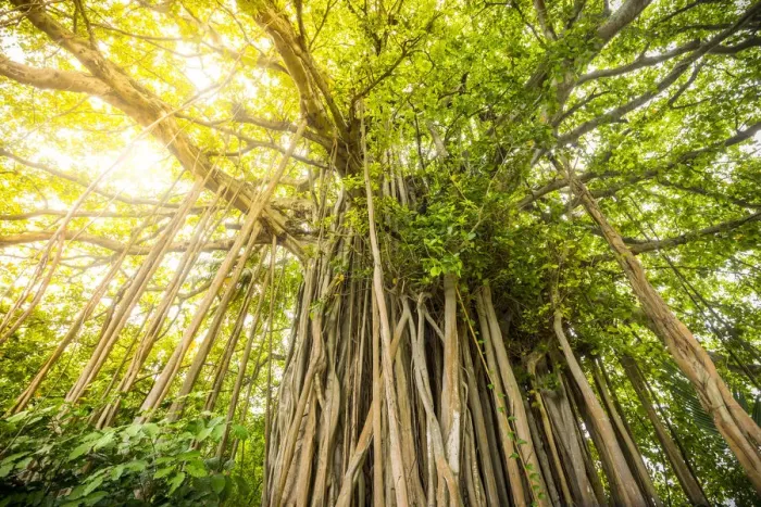 Framed Print : Banyan Tree on an island in the South Male Atoll, Maldives Framed Print : Banyan Tree on an island in the South Male Atoll, Maldives