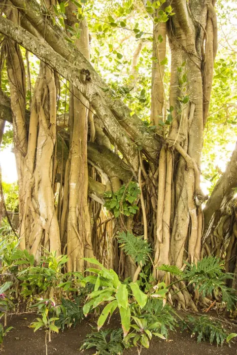 Framed Print : Banyan tree, Trou D eau Douce, Flacq, East Coast, Mauritius Framed Print : Banyan tree, Trou D eau Douce, Flacq, East Coast, Mauritius