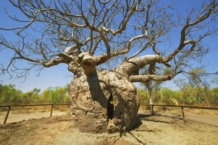 Framed Print : Baobab Prison Tree near Derby - Australia, Western Australia, Kimberley, Derby Framed Print : Baobab Prison Tree near Derby - Australia, Western Australia, Kimberley, Derby