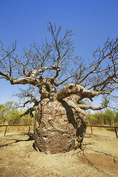 Baobab Prison Tree near Derby - Australia, Western Australia, Kimberley, Derby