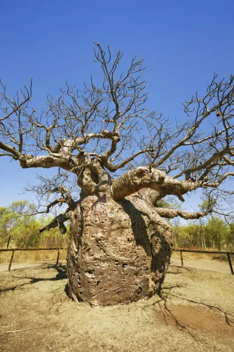 Framed Print : Baobab Prison Tree near Derby - Australia, Western Australia, Kimberley, Derby Framed Print : Baobab Prison Tree near Derby - Australia, Western Australia, Kimberley, Derby