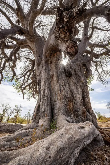 Framed Print : Baobab Tree, Makgadikgadi Salt Pans, Botswana Framed Print : Baobab Tree, Makgadikgadi Salt Pans, Botswana