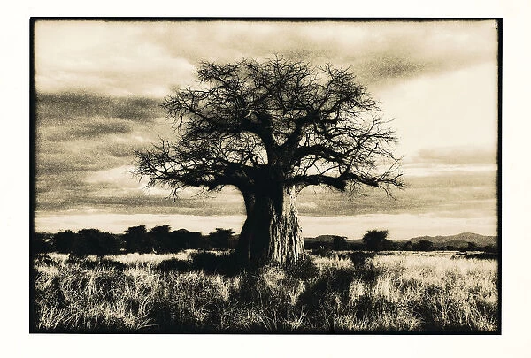Baobab tree in Ruaha National Park, Southern Tanzania