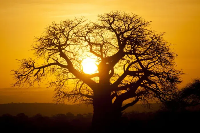 Framed Print : Baobab tree in Tarangire National Park, Tanzania at Sunset Framed Print : Baobab tree in Tarangire National Park, Tanzania at Sunset