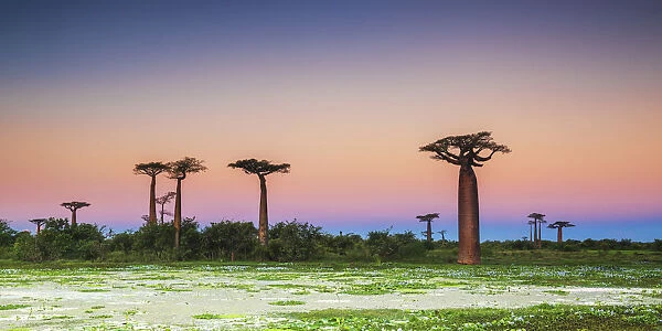 Baobab Trees at Dusk (UNESCO World Heritage site), Madgascar