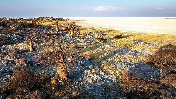 Baobab Trees of Kubu Island, Makgadikgadi Salt Pans, Botswana