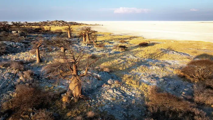Framed Print : Baobab Trees of Kubu Island, Makgadikgadi Salt Pans, Botswana Framed Print : Baobab Trees of Kubu Island, Makgadikgadi Salt Pans, Botswana
