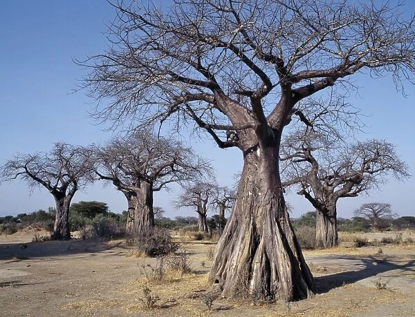 Baobab trees in the Ruaha Valley