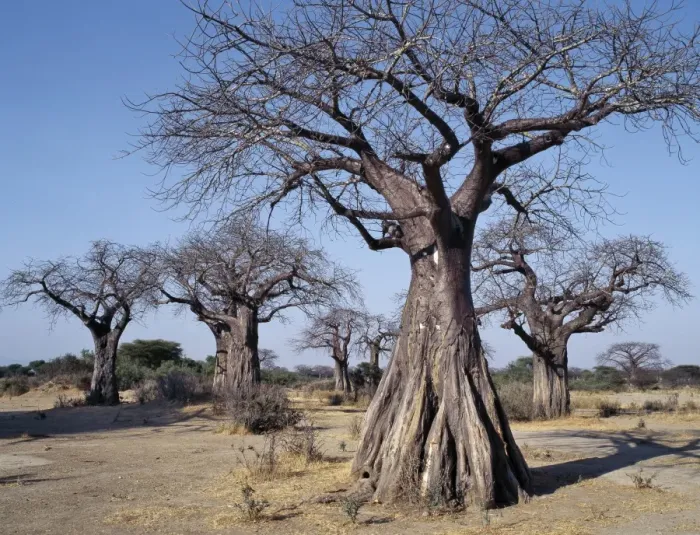 Framed Print : Baobab trees in the Ruaha Valley Framed Print : Baobab trees in the Ruaha Valley