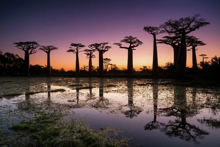 Framed Print : Baobab Trees at Sunset, Madagascar Framed Print : Baobab Trees at Sunset, Madagascar