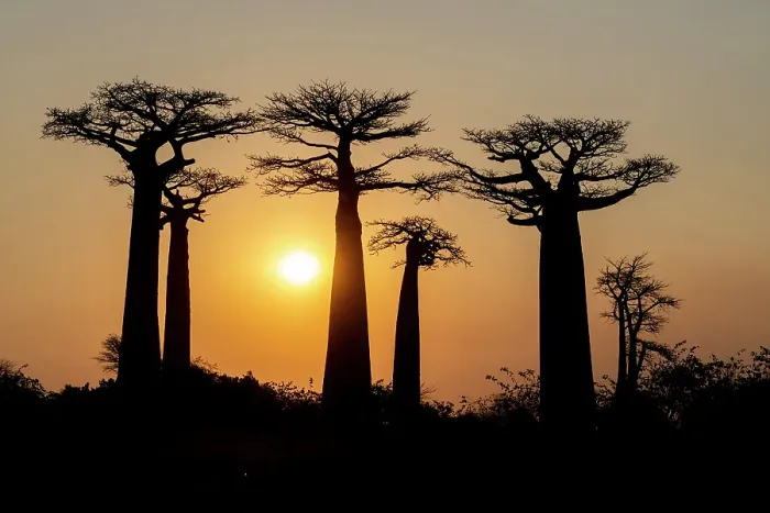 Framed Print : Baobab trees at sunset. Madagascar, Africa Framed Print : Baobab trees at sunset. Madagascar, Africa