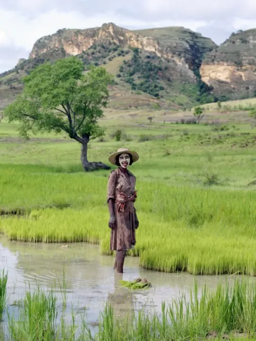 Framed Print : A Bara woman works in her paddy fields close to Framed Print : A Bara woman works in her paddy fields close to
