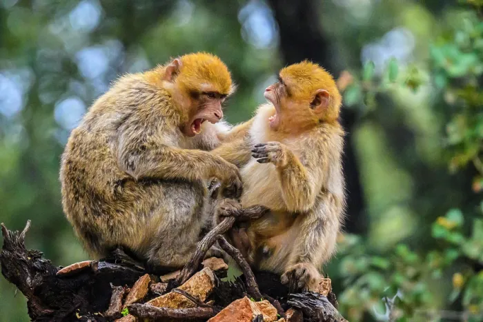 Framed Print : Barbary macaque (Macaca sylvanus), Atlas Mountains Azrou Cedar Forest, Ifrane, Fes-Meknes, Morocco Framed Print : Barbary macaque (Macaca sylvanus), Atlas Mountains Azrou Cedar Forest, Ifrane, Fes-Meknes, Morocco