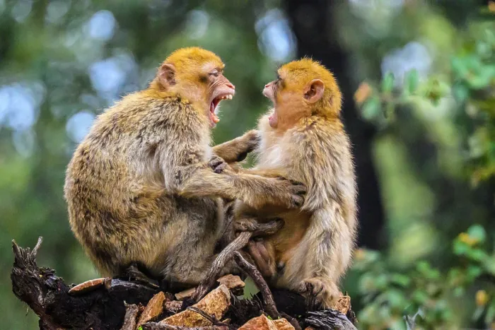 Framed Print : Barbary macaque (Macaca sylvanus), Atlas Mountains Azrou Cedar Forest, Ifrane, Fes-Meknes, Morocco Framed Print : Barbary macaque (Macaca sylvanus), Atlas Mountains Azrou Cedar Forest, Ifrane, Fes-Meknes, Morocco