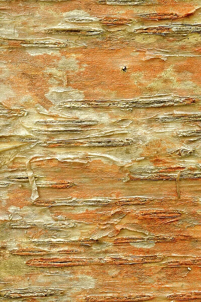 Bark detail of white (paper) birch (Betula papyrifera). Dorset, Ontario, Canada