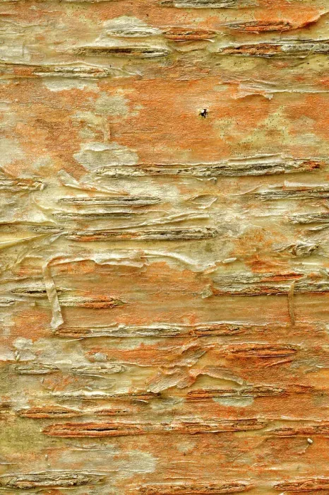 Framed Print : Bark detail of white (paper) birch (Betula papyrifera). Dorset, Ontario, Canada Framed Print : Bark detail of white (paper) birch (Betula papyrifera). Dorset, Ontario, Canada