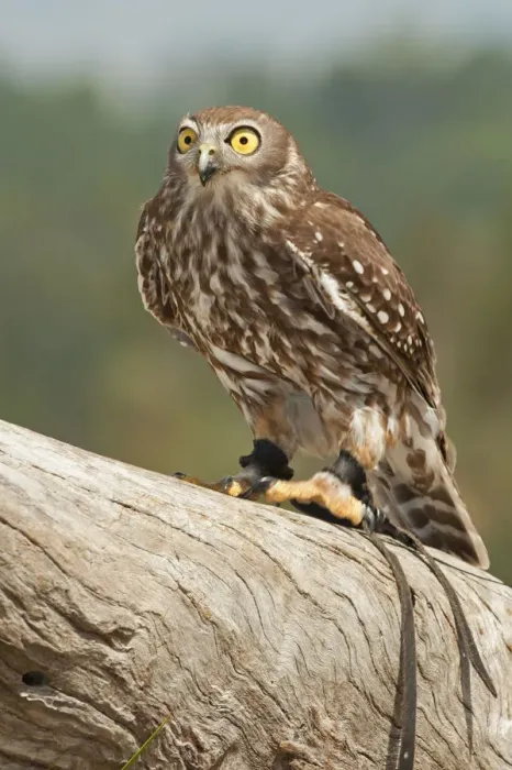 Framed Print : Barking Owl (Ninox connivens), Lone Pine Koala Sanctuary, Brisbane, Queensland, Australia Framed Print : Barking Owl (Ninox connivens), Lone Pine Koala Sanctuary, Brisbane, Queensland, Australia