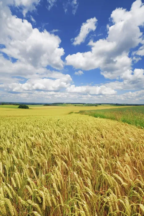 Framed Print : Barley field and cumulonimbus clouds - Germany, Bavaria, Upper Bavaria, Freising Framed Print : Barley field and cumulonimbus clouds - Germany, Bavaria, Upper Bavaria, Freising