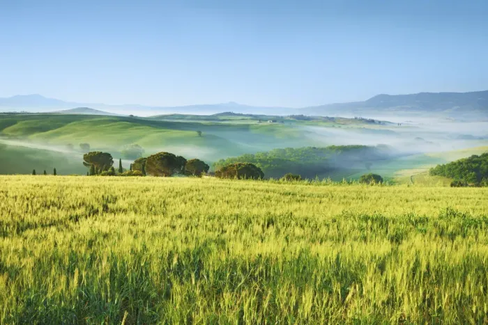 Framed Print : Barley field and fog - Italy, Tuscany, Siena, Val d Orcia