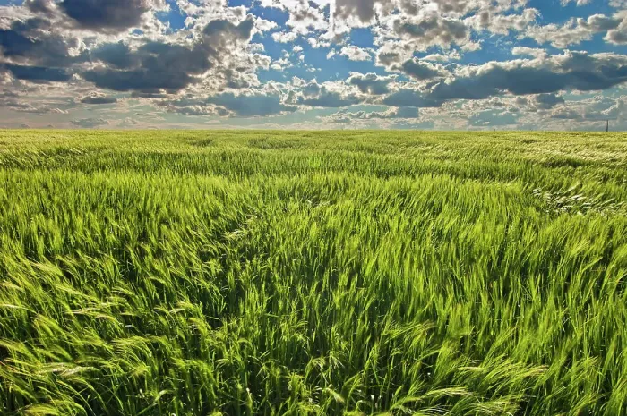 Framed Print : Barley Somerset, Manitoba, Canada Framed Print : Barley Somerset, Manitoba, Canada