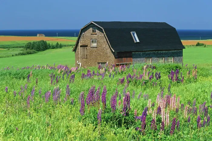 Framed Print : Barn and lupines Seaview, Prince Edward Island, Canada