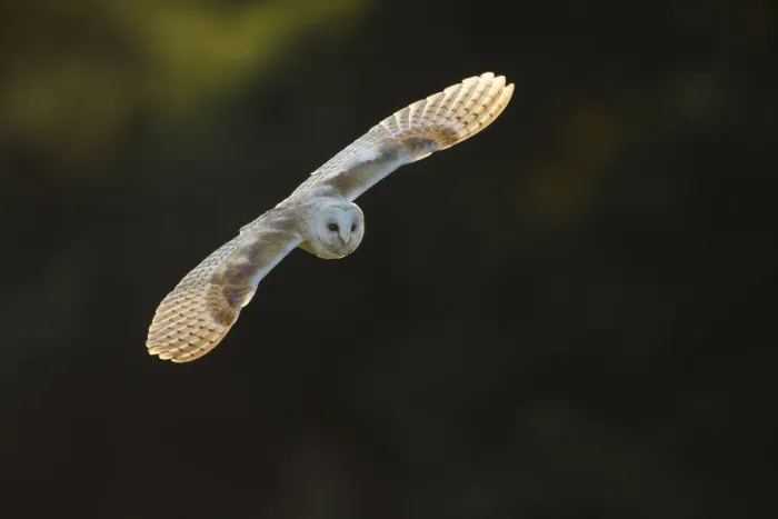 Framed Print : Barn Owl (Tyto alba), (C), Hampshire, England, UK Framed Print : Barn Owl (Tyto alba), (C), Hampshire, England, UK